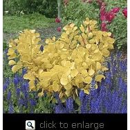 Golden Spirit Smoke Tree Five Gallon Plant by 