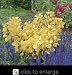Golden Spirit Smoke Tree Five Gallon Plant