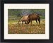 Framed Prints of Quarter Horse in from Danita Delimont