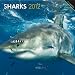Sharks 2012 Square 12X12 Wall Calendar