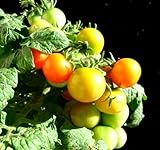 家庭用 野菜 の水耕栽培「窓際族」(窓辺でトマト) 家庭用 野菜 の水耕栽培「窓際族」(窓辺でトマト)