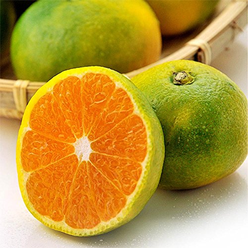 和歌山県産 みかん 1箱 5kg 2S?Mサイズ （60?40個入り）[訳あり]