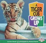A Tiger Cub Grows Up (Baby Animals (Learner Classroom))