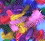 Exotic Spotty Funky Feathers