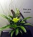 Air Plant Driftwood Tree Planter - Bromeliad - Easy
