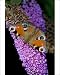 Photographic Prints of Peacock Butterfly - on Buddleia Bush (Buddleia davidii) from Ardea Wildlife Pets