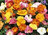 51%2B HUYhOOL. SL160  California Poppy Seeds