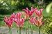 Unwins Bulbs - Tulip Bedding Virichic 6 prepacked bulb(s)