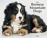 Just Bernese Mountain Dogs 2008 Calendar
