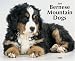 Just Bernese Mountain Dogs 2008 Calendar