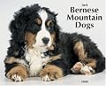 Just Bernese Mountain Dogs 2008 Calendar