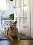 Cardinal Gates - 33 X 35  Plastic to protect door from pet scratches