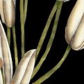 Graphic Lily Middle Right - White (16 x 16")