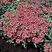 Verbena St.George