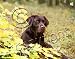 Labrador Retriever Chocolate Mouse Pad - Barbara Augello Collection