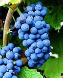  Weinrebe Regent©,...
