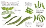 Beans ! （ビーンズ）はじめてでも簡単 豆の鉢植え 画像