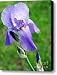 Iris 1 Canvas Print / Canvas Art - Artist Andee Photography