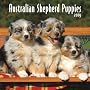 Australian Shepherd Puppies 2009 7X7 Mini Wall Calendar