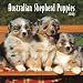 Australian Shepherd Puppies 2009 7X7 Mini Wall Calendar