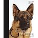 German Shepherd Dog (Best of Breed)
