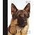 German Shepherd Dog (Best of Breed)