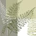 Abstract Fern Botanical Art Poster Print by Hanna Vedder, 12x12