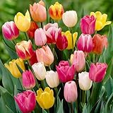 Triumph Tulip Bulbs Rainbow Mix