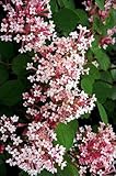 Tinkerbell Dwarf Lilac - Syringa - Outdoors or Bonsai