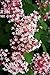 Tinkerbell Dwarf Lilac - Syringa - Outdoors or Bonsai