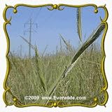 1 Lb Cord Grass (Spartina pectinata) Bulk Seeds