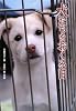 犬たちをおくる日―この命、灰になるために生まれてきたんじゃない (ノンフィクション 知られざる世界)