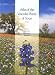 Atlas of the Vascular Plants of Texas, Volume 1: Dicots