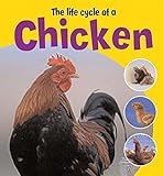 The life cycle of a chicken