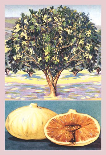 Fig Tree