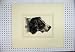 1834 COLOUR PRINT DOGS HEAD SPANIEL FRAMED MOUNTED