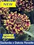 Dakota Reveille Blanket Flower-Gaillardia-Long Blooming