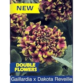 Dakota Reveille Blanket Flower-Gaillardia-Long Blooming by 