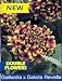 Dakota Reveille Blanket Flower-Gaillardia-Long Blooming