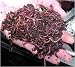 Search : What is Worm Farming?