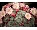 Photographic Prints of Chelsea Flower Show from Prints Prints Prints
