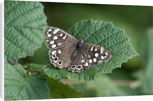 Canvas Prints of Butterfly from Country Life Canvas Prints of Butterfly from Country Life