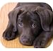 Fellowes Mouse Pad Labrador Puppy - Mouse pad