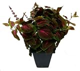 51%2B4Pad5zEL. SL160  House plant with pot   Artificial