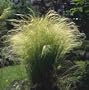 Pony Tails Ornamental Grass - 200 Seeds, 200mg
