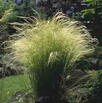 Pony Tails Ornamental Grass 200 Seeds