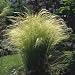 Pony Tails Ornamental Grass 200 Seeds