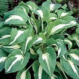 Night Before Christmas Hosta -NEW- More in our Store!