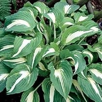 Night Before Christmas Hosta -NEW- More in our Store!