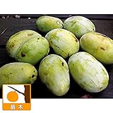 ポポー：サスケハンナ（接木苗）4号ポット[巨大果品種 ピーターソンポポー]